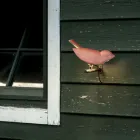 Venkovní nástěnná lampa ze smaltované toskánské majoliky Made in Italy - Uccellino Viadurini