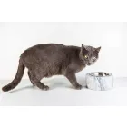 Mísa pro psy a kočky v bílém mramoru Carrara Vyrobeno v Itálii - Ciotta Viadurini