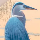 Kompozice dřevěných obrazů s potiskem ptáků Made in Italy - Belize Viadurini