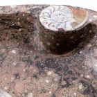 Mramorové umyvadlo s fosiliemi - Burgeo Viadurini
