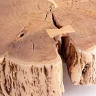 Konferenční stolek Homemotion s tvarovanou deskou v akátovém dřevě - Nabucco Viadurini